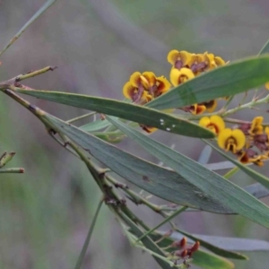 Daviesia mimosoides at O'Connor, ACT - 9 Oct 2020