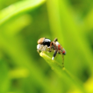 Maratus pavonis at Acton, ACT - suppressed