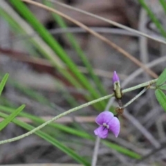 Glycine clandestina (Twining Glycine) at Caladenia Forest, O'Connor - 8 Oct 2020 by ConBoekel