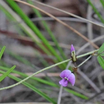 Glycine clandestina (Twining Glycine) at Caladenia Forest, O'Connor - 8 Oct 2020 by ConBoekel