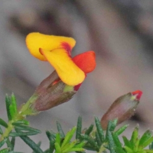 Dillwynia phylicoides at O'Connor, ACT - 9 Oct 2020
