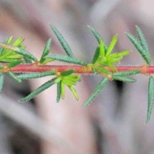 Dillwynia phylicoides at O'Connor, ACT - 9 Oct 2020