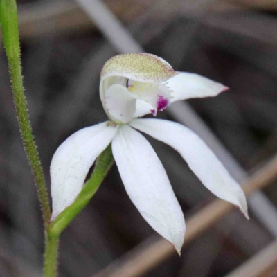 Caladenia moschata (Musky Caps) at O'Connor, ACT - 9 Oct 2020 by ConBoekel