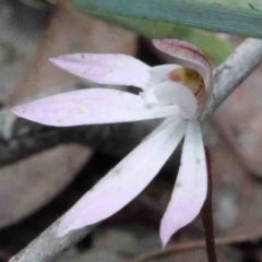 Caladenia fuscata (Dusky Fingers) at O'Connor, ACT - 9 Oct 2020 by ConBoekel