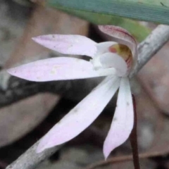 Caladenia fuscata (Dusky Fingers) at Caladenia Forest, O'Connor - 9 Oct 2020 by ConBoekel