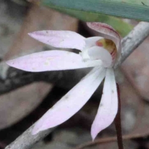 Caladenia fuscata at O'Connor, ACT - 9 Oct 2020