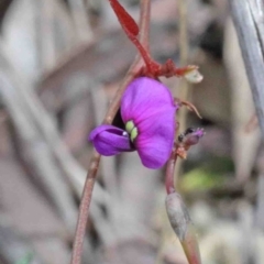 Hardenbergia violacea (False Sarsaparilla) at Caladenia Forest, O'Connor - 8 Oct 2020 by ConBoekel