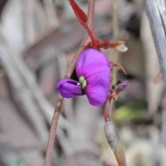 Hardenbergia violacea (False Sarsaparilla) at O'Connor, ACT - 9 Oct 2020 by ConBoekel