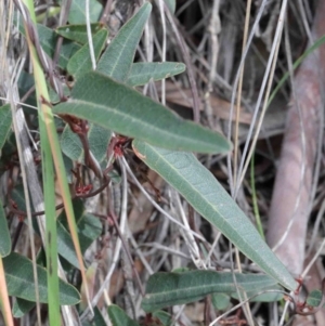 Hardenbergia violacea at O'Connor, ACT - 9 Oct 2020