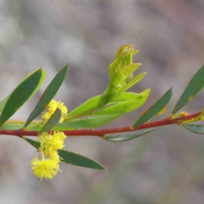 Acacia buxifolia subsp. buxifolia (Box-leaf Wattle) at Caladenia Forest, O'Connor - 8 Oct 2020 by ConBoekel