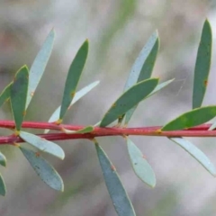 Acacia buxifolia subsp. buxifolia at O'Connor, ACT - 9 Oct 2020