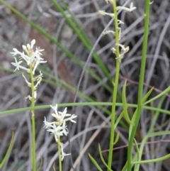 Stackhousia monogyna (Creamy Candles) at Caladenia Forest, O'Connor - 8 Oct 2020 by ConBoekel