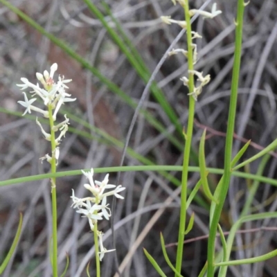 Stackhousia monogyna (Creamy Candles) at Caladenia Forest, O'Connor - 8 Oct 2020 by ConBoekel