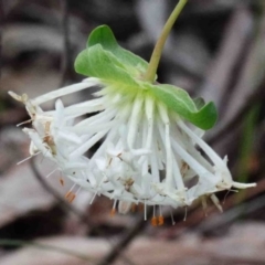 Pimelea linifolia subsp. linifolia (Queen of the Bush, Slender Rice-flower) at O'Connor, ACT - 9 Oct 2020 by ConBoekel