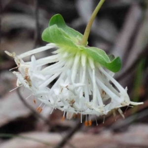 Pimelea linifolia subsp. linifolia at O'Connor, ACT - 9 Oct 2020