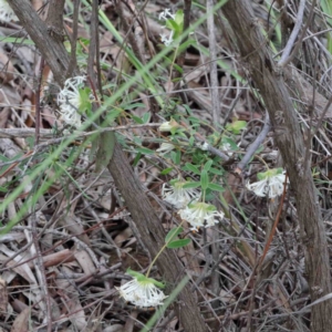 Pimelea linifolia subsp. linifolia at O'Connor, ACT - 9 Oct 2020