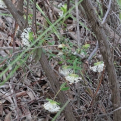 Pimelea linifolia subsp. linifolia at O'Connor, ACT - 9 Oct 2020