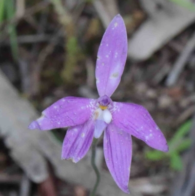 Glossodia major (Wax Lip Orchid) at O'Connor, ACT - 8 Oct 2020 by ConBoekel