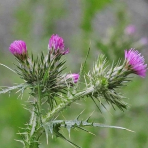 Carduus tenuiflorus at Acton, ACT - 9 Oct 2020