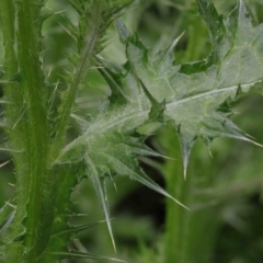 Carduus tenuiflorus at Acton, ACT - 9 Oct 2020