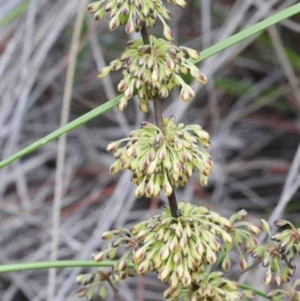 Lomandra multiflora at O'Connor, ACT - 9 Oct 2020