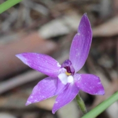 Glossodia major (Wax Lip Orchid) at Caladenia Forest, O'Connor - 9 Oct 2020 by ConBoekel