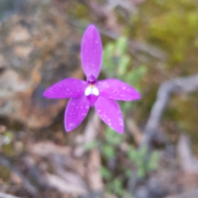 Glossodia major (Wax Lip Orchid) at O'Connor, ACT - 8 Oct 2020 by jpittock