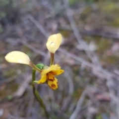 Diuris nigromontana (Black Mountain Leopard Orchid) at O'Connor, ACT - 8 Oct 2020 by jpittock