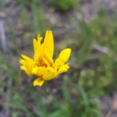 Microseris walteri (Yam Daisy, Murnong) at Point 114 - 8 Oct 2020 by jpittock