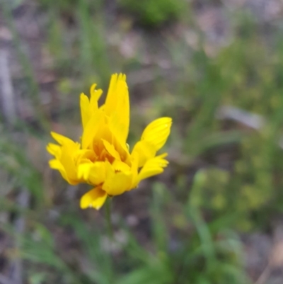 Microseris walteri (Yam Daisy, Murnong) at Point 114 - 8 Oct 2020 by jpittock