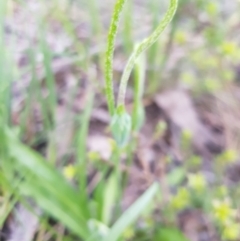 Microseris walteri at Bruce Ridge - 8 Oct 2020