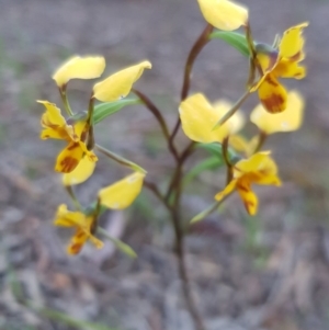 Diuris nigromontana at Point 114 - 8 Oct 2020