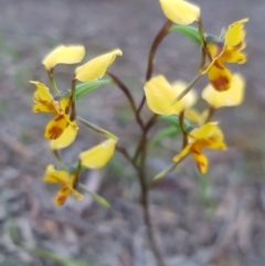 Diuris nigromontana (Black Mountain Leopard Orchid) at O'Connor, ACT - 8 Oct 2020 by jpittock