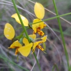 Diuris nigromontana (Black Mountain Leopard Orchid) at O'Connor, ACT - 8 Oct 2020 by jpittock