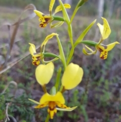 Diuris nigromontana (Black Mountain Leopard Orchid) at O'Connor, ACT - 20 Sep 2020 by jpittock