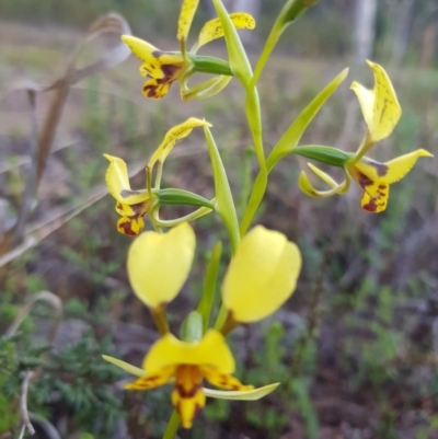 Diuris nigromontana (Black Mountain Leopard Orchid) at O'Connor, ACT - 19 Sep 2020 by jpittock