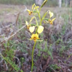 Diuris nigromontana at O'Connor, ACT - 20 Sep 2020