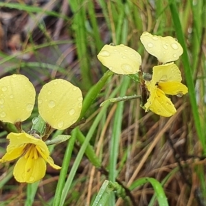 Diuris nigromontana at Downer, ACT - 7 Oct 2020