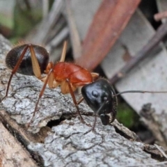 Camponotus nigriceps (Black-headed sugar ant) at Caladenia Forest, O'Connor - 9 Oct 2020 by ConBoekel