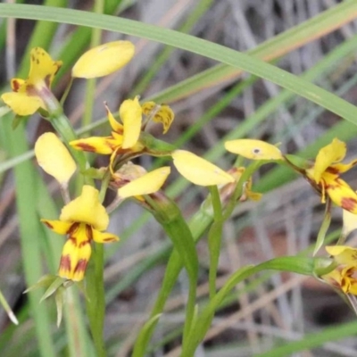 Diuris nigromontana (Black Mountain Leopard Orchid) at O'Connor, ACT - 9 Oct 2020 by ConBoekel