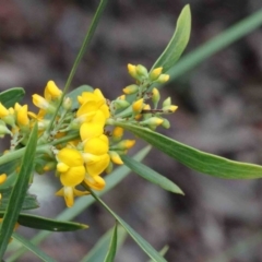 Daviesia mimosoides subsp. mimosoides at Caladenia Forest, O'Connor - 9 Oct 2020 by ConBoekel