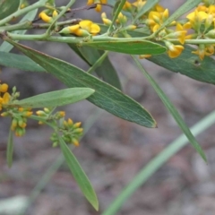 Daviesia mimosoides subsp. mimosoides at O'Connor, ACT - 9 Oct 2020 11:06 AM