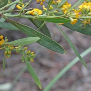 Daviesia mimosoides subsp. mimosoides at O'Connor, ACT - 9 Oct 2020