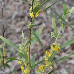 Daviesia mimosoides subsp. mimosoides at O'Connor, ACT - 9 Oct 2020