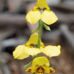 Diuris nigromontana (Black Mountain Leopard Orchid) at Caladenia Forest, O'Connor - 9 Oct 2020 by ConBoekel