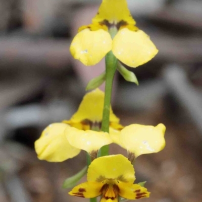 Diuris nigromontana (Black Mountain Leopard Orchid) at O'Connor, ACT - 9 Oct 2020 by ConBoekel