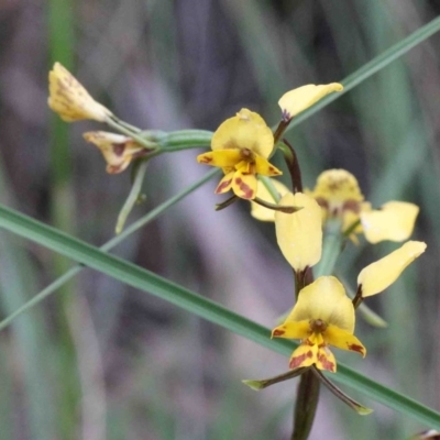 Diuris nigromontana (Black Mountain Leopard Orchid) at O'Connor, ACT - 9 Oct 2020 by ConBoekel