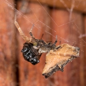 Uloboridae (family) at Melba, ACT - 3 Oct 2020