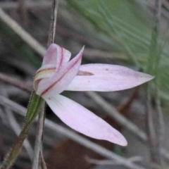 Caladenia sp. (A Caladenia) at Caladenia Forest, O'Connor - 9 Oct 2020 by ConBoekel