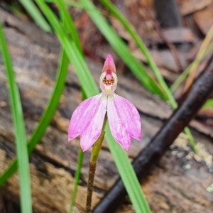 Caladenia carnea at Downer, ACT - 7 Oct 2020